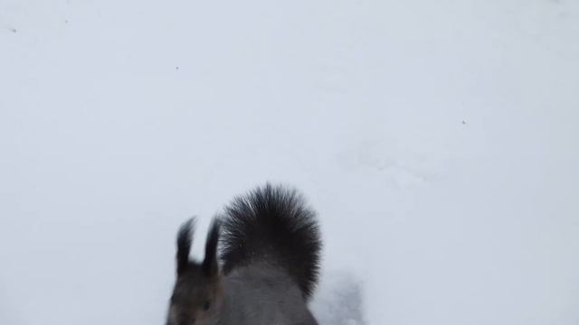 Две белки. смотреть онлайн