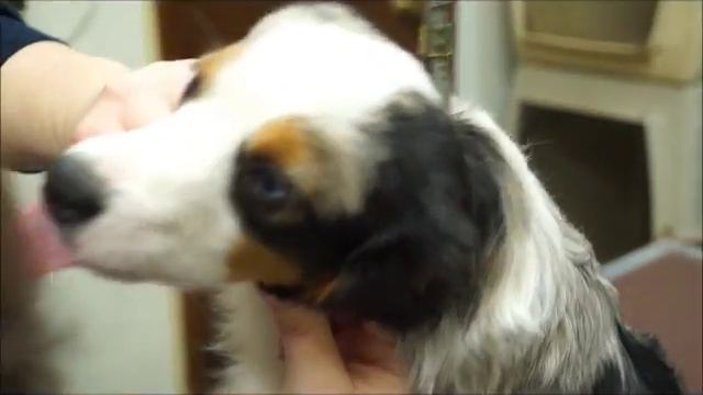 How to tape mini Aussie/ Miniature American Shepherd Ears смотреть онлайн