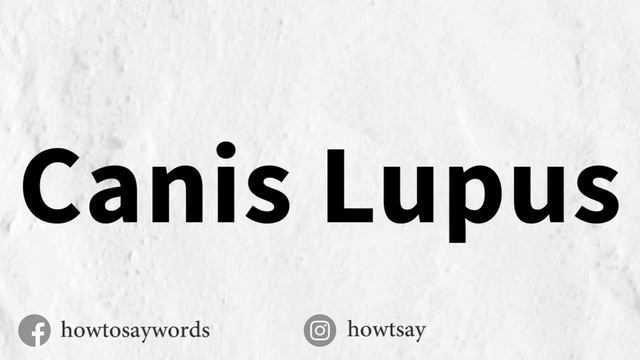 How To Pronounce Canis Lupus