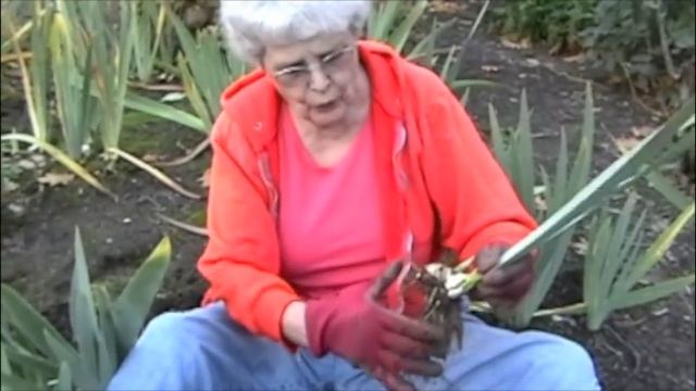 Garden Care: Replanting Iris