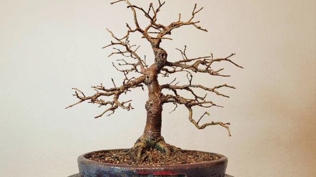 Bonsai ulmus glabra 10 years work on roots and tree смотреть онлайн