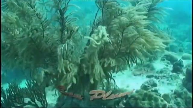 San Andres, Colombia, Underwater Diving Adventure смотреть онлайн
