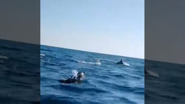 Дельфины в море!-1 влог смотреть онлайн