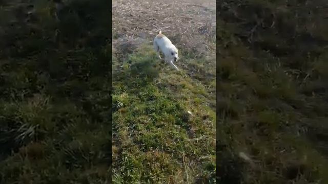 как помыть после прогулки алабая смотреть онлайн