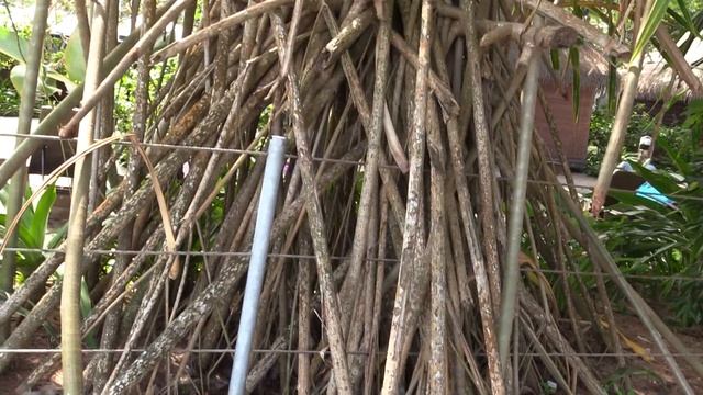 ШАГАЮЩИЙ ПАНДАНУС ИЛИ ХОДЯЧАЯ ПАНДАНОВАЯ ПАЛЬМА (Pandanus. Penang. Malaysia)