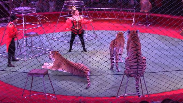 Животные в цирке. Часть 2. смотреть онлайн