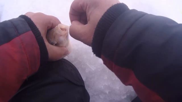 Рыбалка на самом большом озере в Западной Сибири. День 3 смотреть онлайн