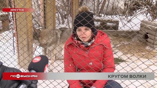 Случаи нападения волков на домашних животных участились в регионе смотреть онлайн