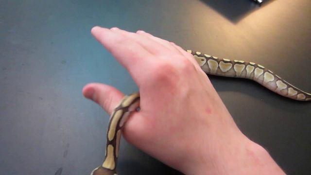 The Three Stages of Ball Python Activity - Benjamin's Exotics смотреть онлайн