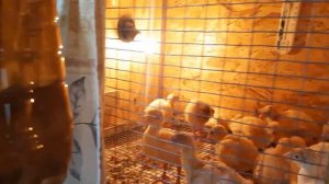 Индюшата Хайбрид Конвертер - трое суток | Расклев у индюшат, лечение