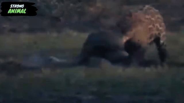 The Peak Attacks of Giant Python 2023 - Python vs Tiger,, Crocodile, cow, pig,Leopard смотреть онлайн