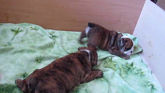 английский бульдог щенки english bulldog puppy www.licharbull.com.MOV смотреть онлайн