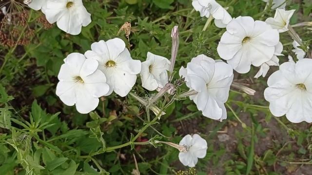 Цветы однолетники в моем саду. Сезон 2021. смотреть онлайн