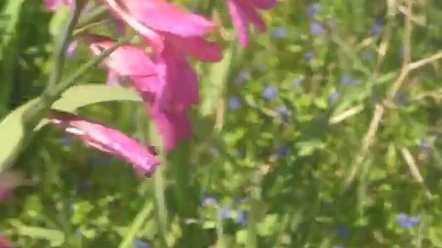 Шпажник или Гладиулус дикий!!!Gladiolus.Израиль. смотреть онлайн