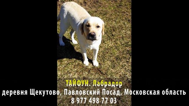 Пропала собака! ТАЙФУН. Лабрадор. деревня Щекутово, Павловский Посад, Московская область смотреть онлайн