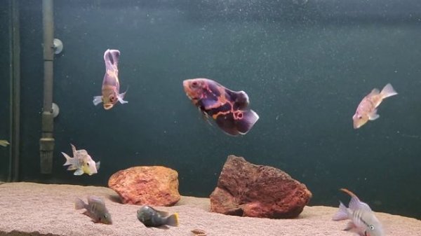 Астронотусы