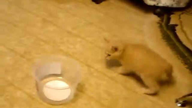 бася. смотреть онлайн
