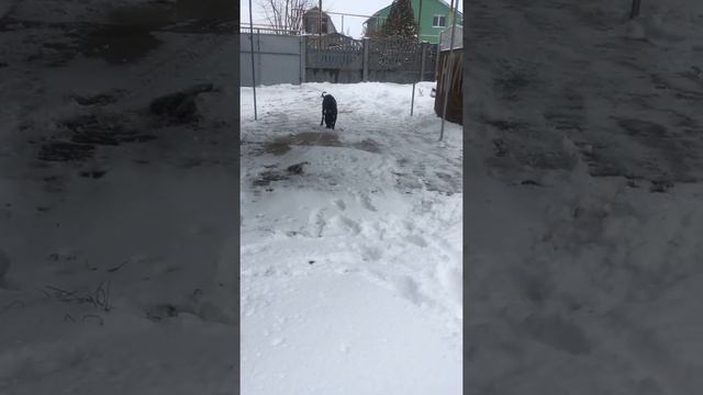 питбуль ловит снег #dog#собака#питбуль#снег#зима#животные#видео#няшныевидео#clipclaps#video#home