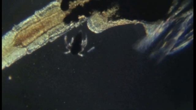 Facts: Brine Shrimp (Sea Monkeys) смотреть онлайн