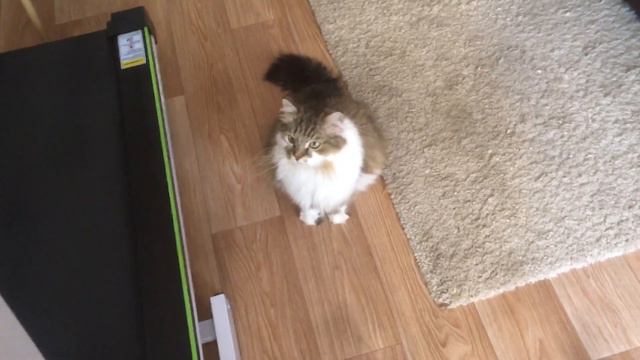 Сибирский кот Потап. Котище смотреть онлайн