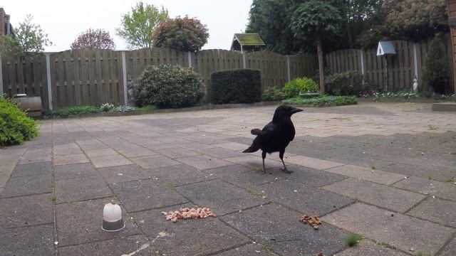 ЧТО-ТО ПОШЛО НЕ ТАК) #птицы #врановые #ворона #кормушка #наблюдение смотреть онлайн