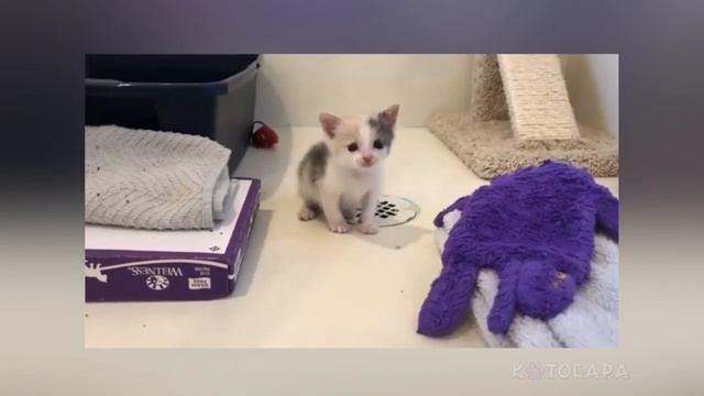 Трогательное спасение испуганного котенка смотреть онлайн