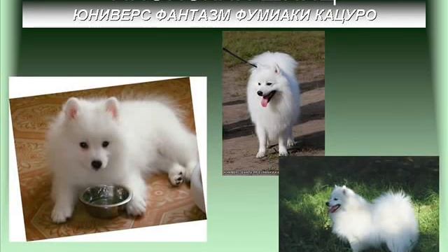 Шпиц Японский в России. смотреть онлайн