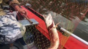 Сосьва.  Гаринский район.  Рыбалка с Мишей