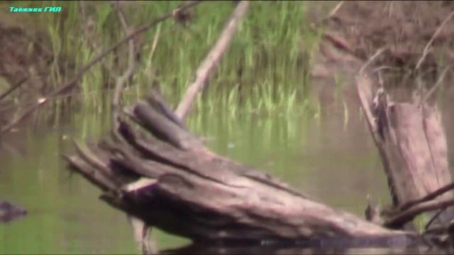 4 месяца в тайге. Сезон 2014 г. р. Демьянка часть 1 (походы,рыбалка, охота,сплав, тайга) смотреть онлайн