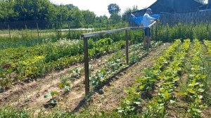 Шпалера для огурцов. Как сделать из подручных материалов. Урожай огурцов 2022.