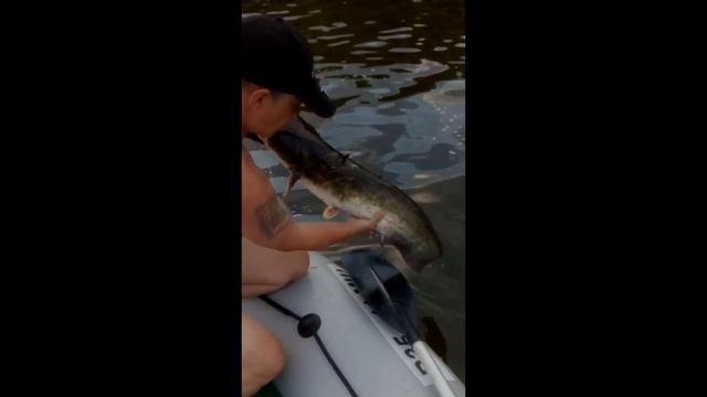 Рыбалка,сом,Ока, Озёрский р-он. смотреть онлайн