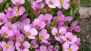 Многолетние почвопокровные цветы из семян. Растения для альпийской горки своими руками.