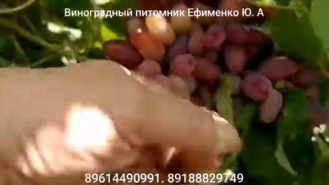 Клеопатра смотреть онлайн