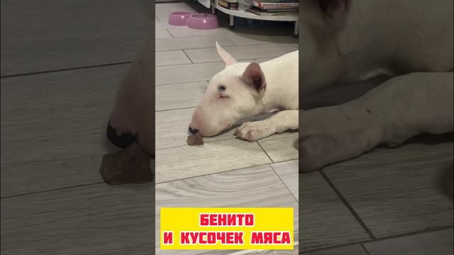 Бенито против кусочка мяса. Победит сильнейший! #андрейшамаевриелтор #риелторсбультерьером смотреть онлайн