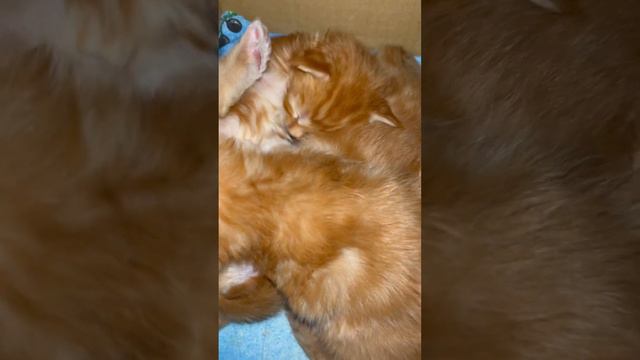 Очень тяжелая эта работа - мыть лапки младенцу полидакту #kitten #cat #мейнкун #котята #полидакт смотреть онлайн