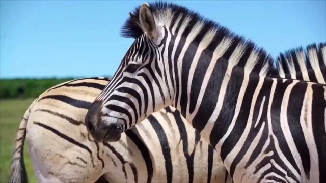 Zebra - My Favourite Animal - About Zebra