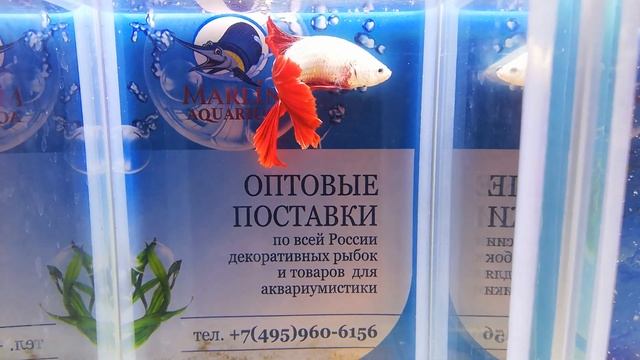 Петушок халф мун красный дракон класс А смотреть онлайн