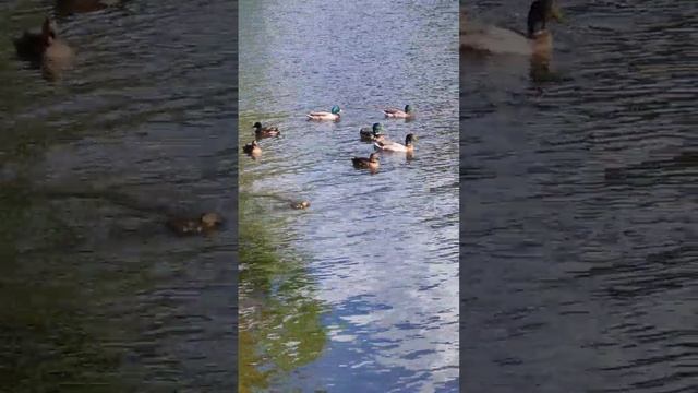 Утки плавают, пруд, речка, птицы, животные