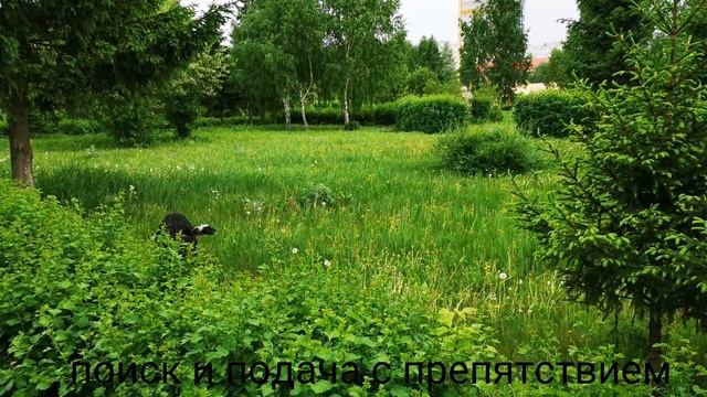 Дрессировка дратхаара Еро: подготовка к охоте смотреть онлайн