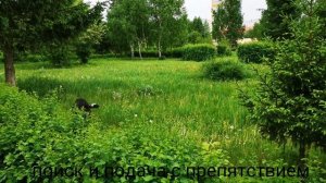 Дрессировка дратхаара Еро: подготовка к охоте