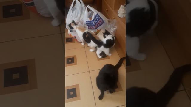 Таможенный досмотр смотреть онлайн