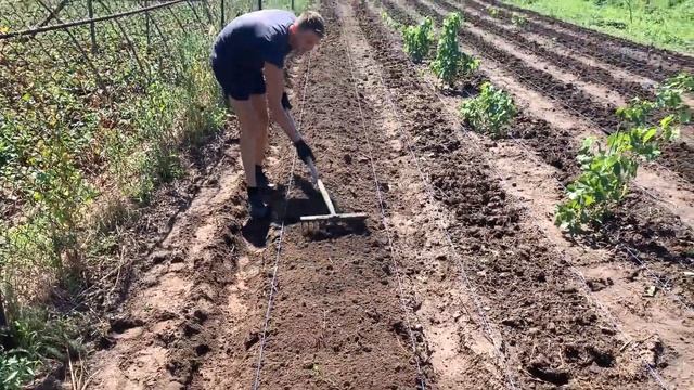 Как правильно сделать бугры, гребни под клубнику ?! Подробно !!! смотреть онлайн