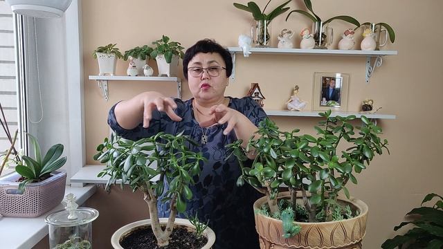 КАК ФОРМИРОВАТЬ ТОЛСТЯНКУ.ТОЛСТЯНКА. смотреть онлайн