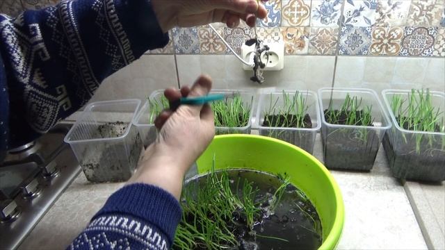 Выращивание лука из семян. Пикировка рассады лука. Два способа пикировки лука в ячейки и стаканчики смотреть онлайн