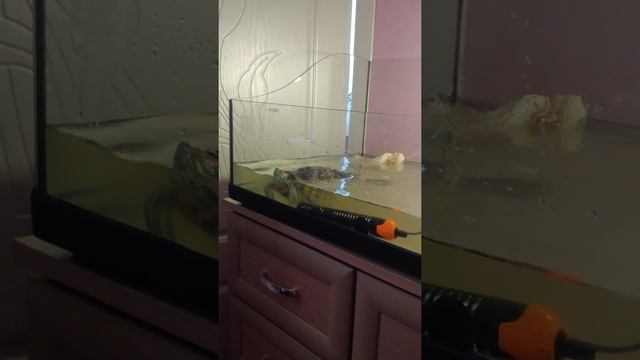 черепаха снова кушает смотреть онлайн