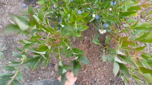 Обзор нашей коллекции крупноплодной голубики, 2023 смотреть онлайн