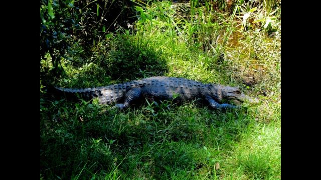 Alligators (American or Mississippian Alligator) смотреть онлайн