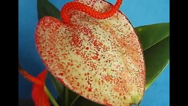 Любимые цветы и растения-Антуриум Шерцара