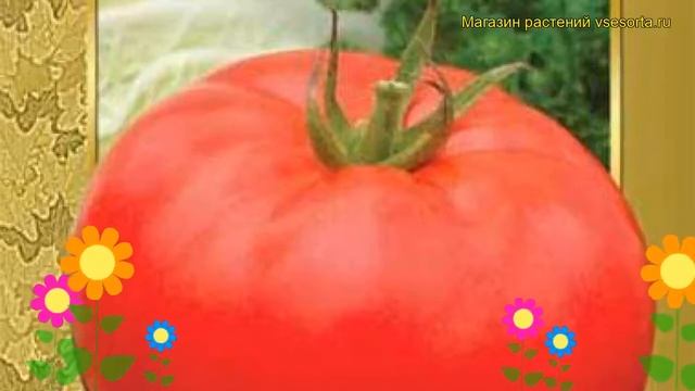 Томат обыкновенный Алые паруса. Краткий обзор, описание характеристик, где купить семена Alye parus смотреть онлайн