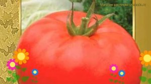 Томат обыкновенный Алые паруса. Краткий обзор, описание характеристик, где купить семена Alye parus